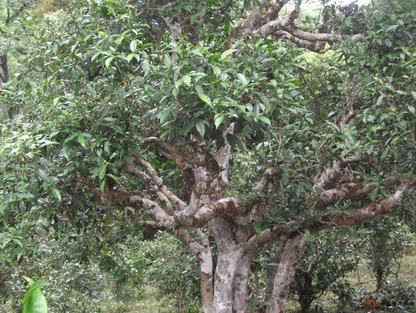 普洱古茶树