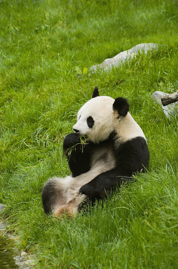 正在吃草的国宝熊猫图片