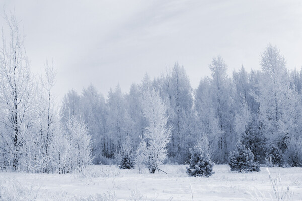 冬天树林美景图片