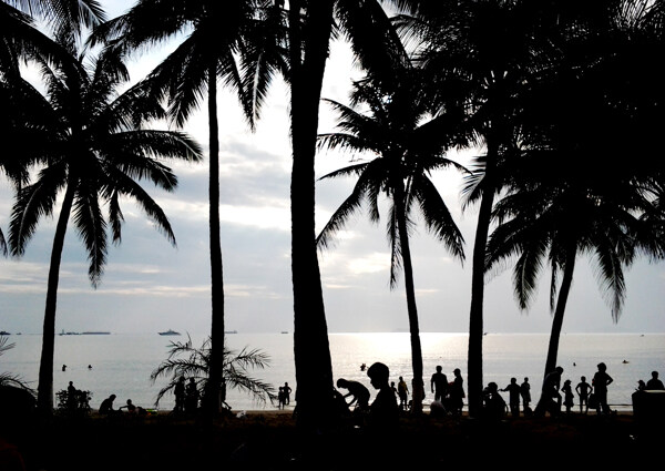 海南三亚椰树长廊图片