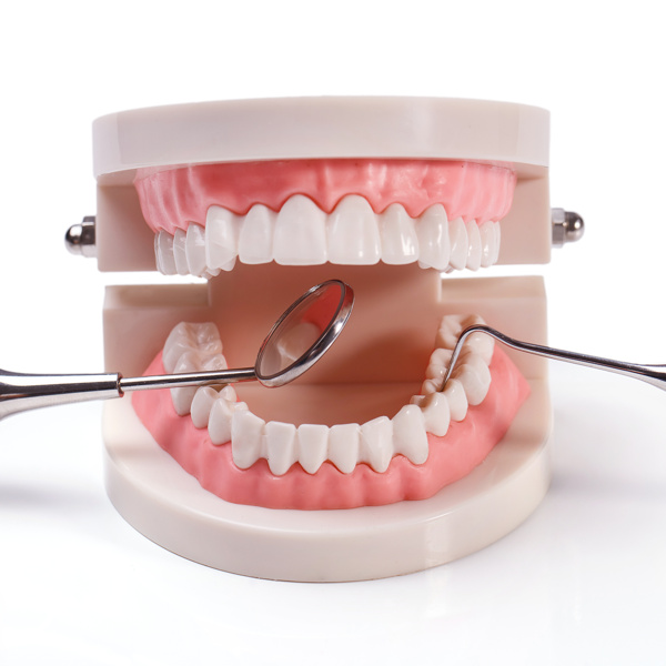 口腔医疗的牙齿模型图片