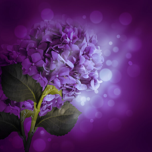 梦幻紫色绣球花背景