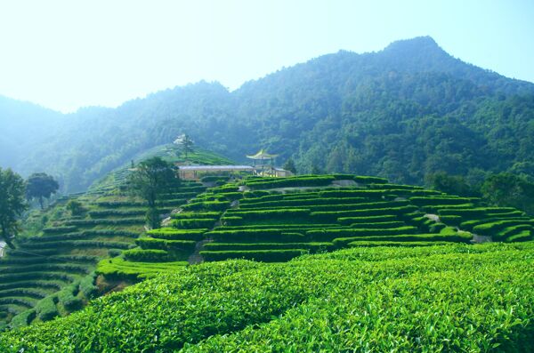 山水风景茶田风光图片