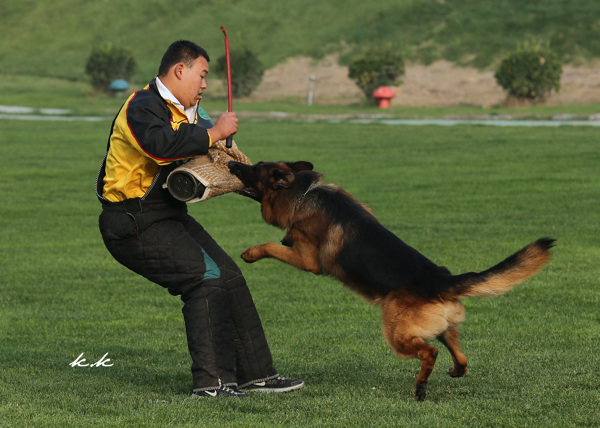 狼犬克拉诺斯的训练