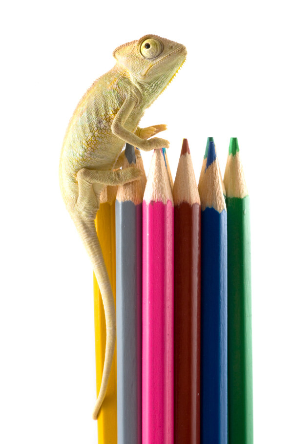 蜥蜴与彩色铅笔