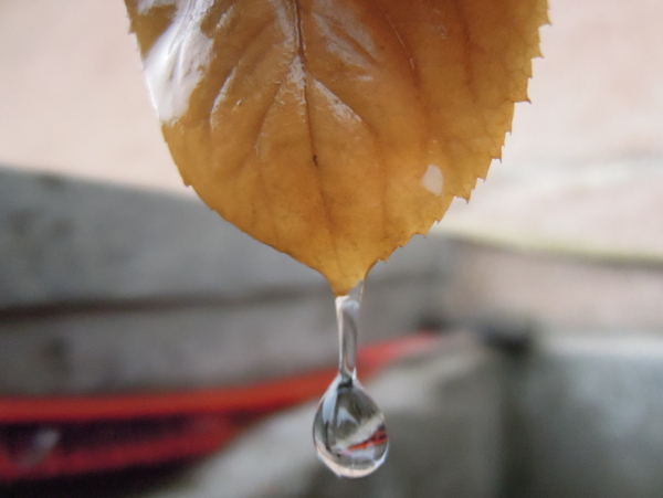 秋叶滴水图片