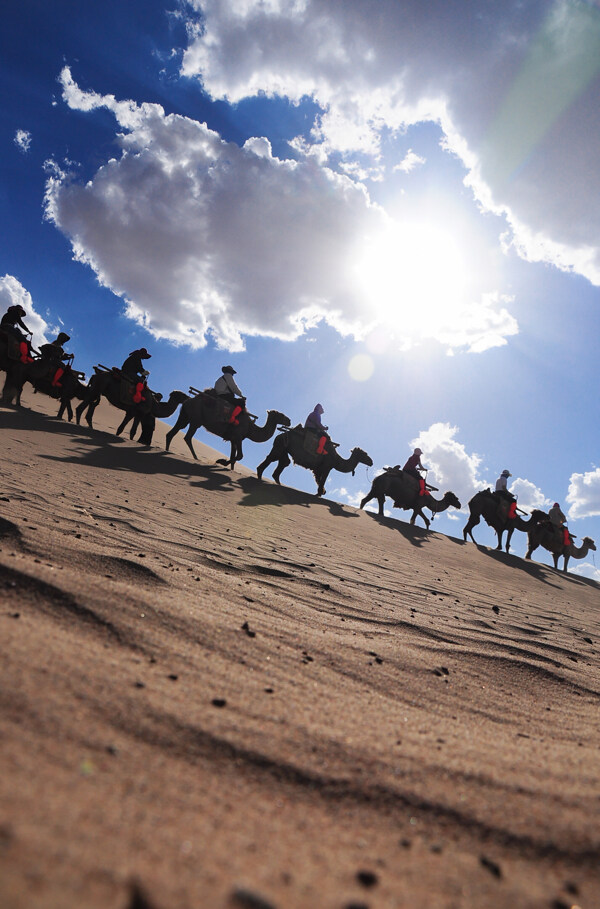 沙漠里行进的骆驼图片