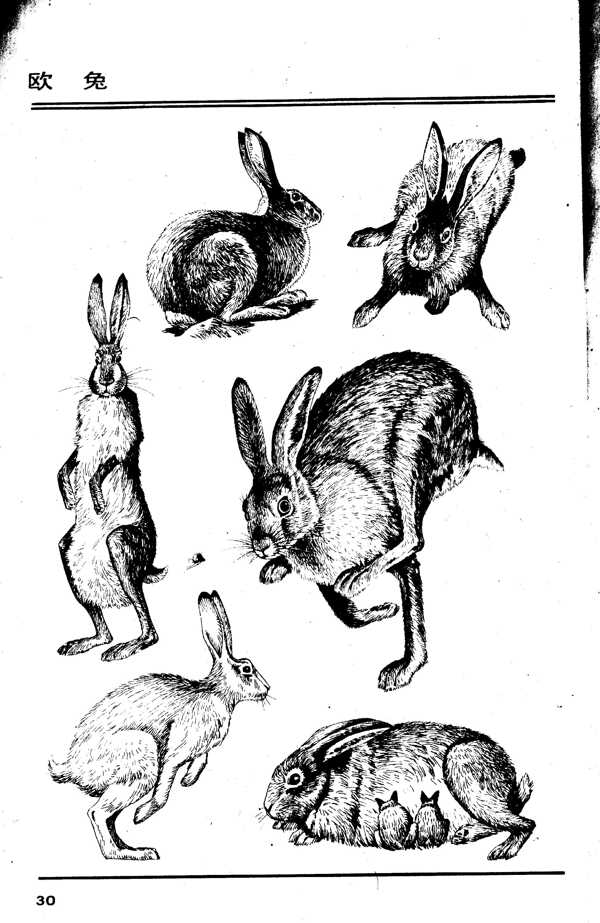 画兽谱30欧兔图片