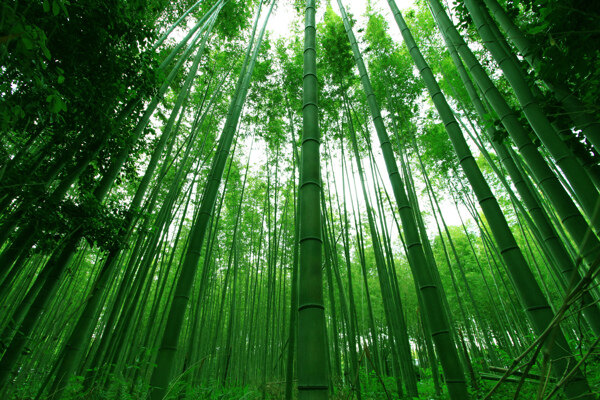 美丽竹子风景
