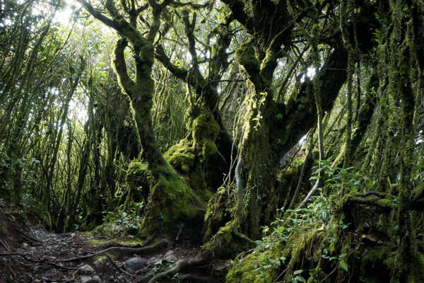 美丽热带雨林风景图片