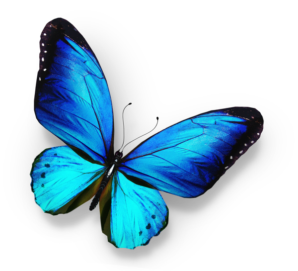 漂亮蓝色蝴蝶图片