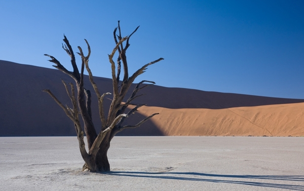 沙漠枯树荒地蓝天图片