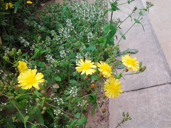 蒲公英花朵春天绿草小花草地黄色花朵图片