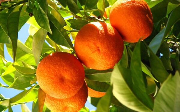 树上橘子图片
