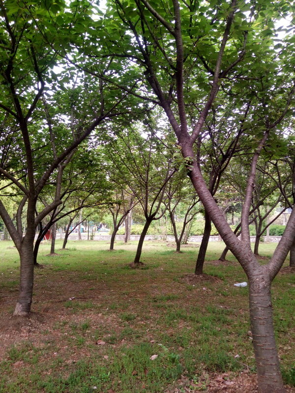 公园树木