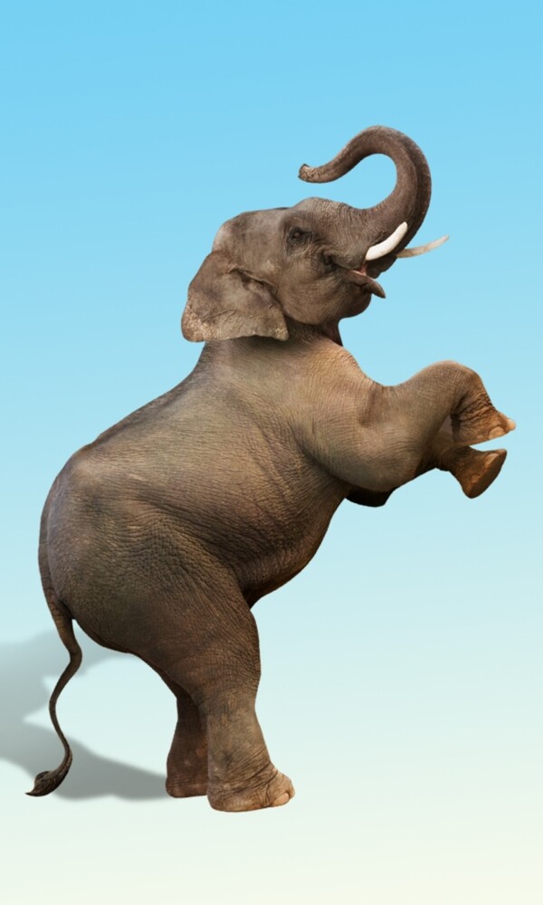 大象起舞