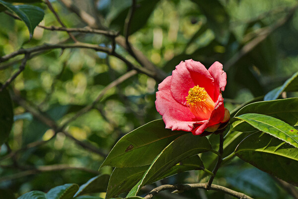 山茶花