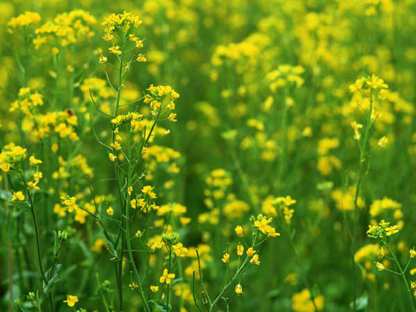 春天油菜花