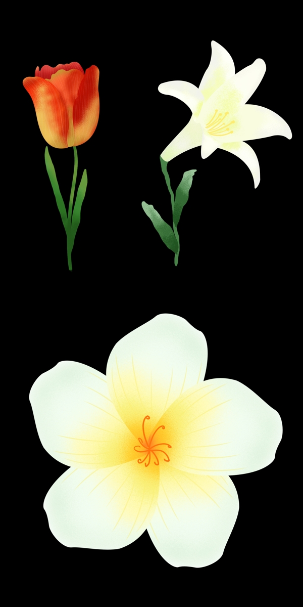 写实郁金香与百合花花朵素材