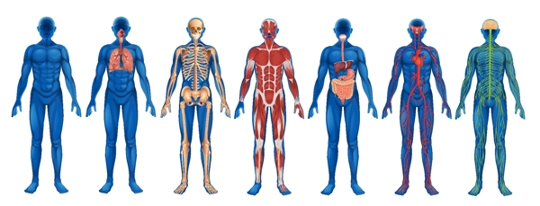 人体器官结构图图片