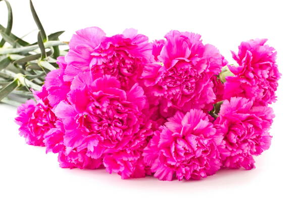 康乃馨紫色花束礼品装饰