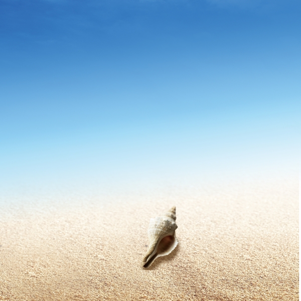 海水沙滩海螺广告背景