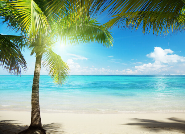 海洋沙滩椰子树图片