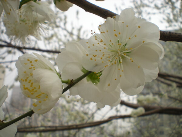 白梨花图片