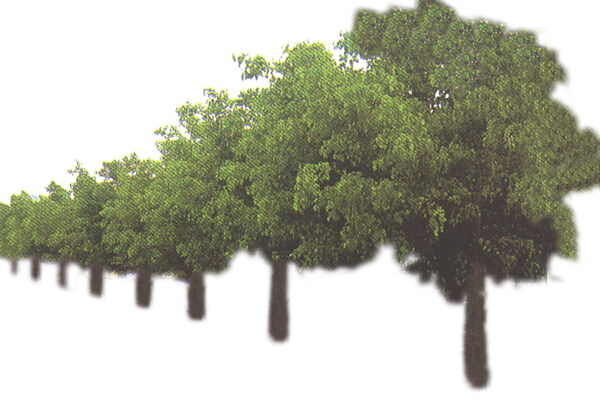 树丛贴图素材建筑装饰JPG2096