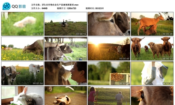 农作物农业生产家禽视频素材