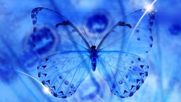 蓝色蝴蝶意境高清图片