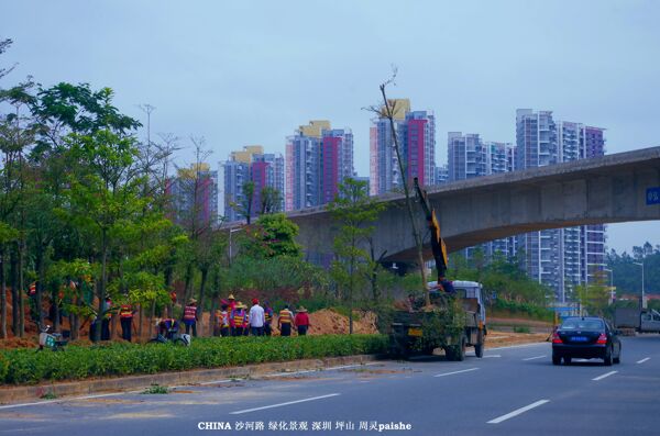 交通建设道路绿化