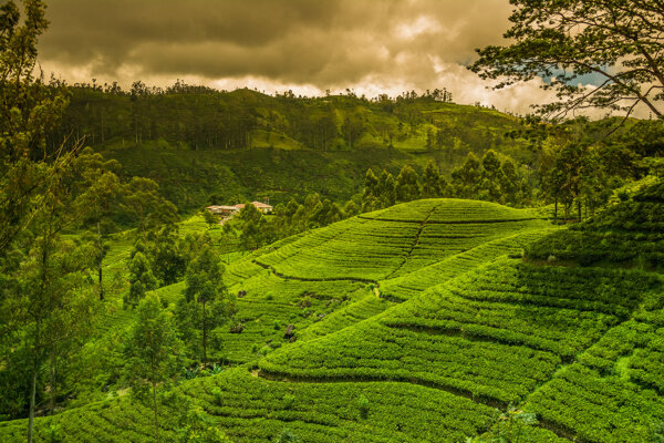 茶园景色