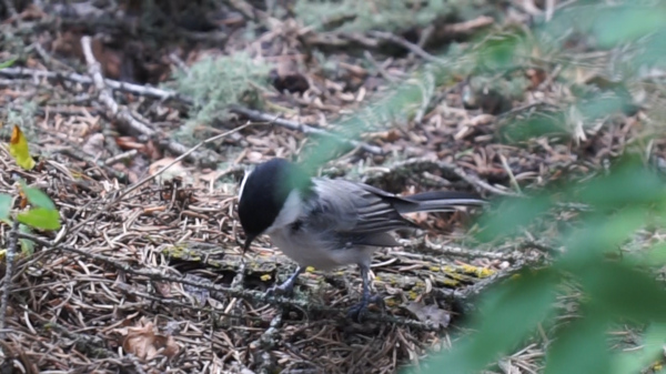 自然丛林小鸟觅食视频