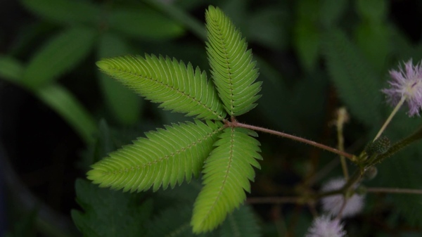 野外植物叶子视频背景