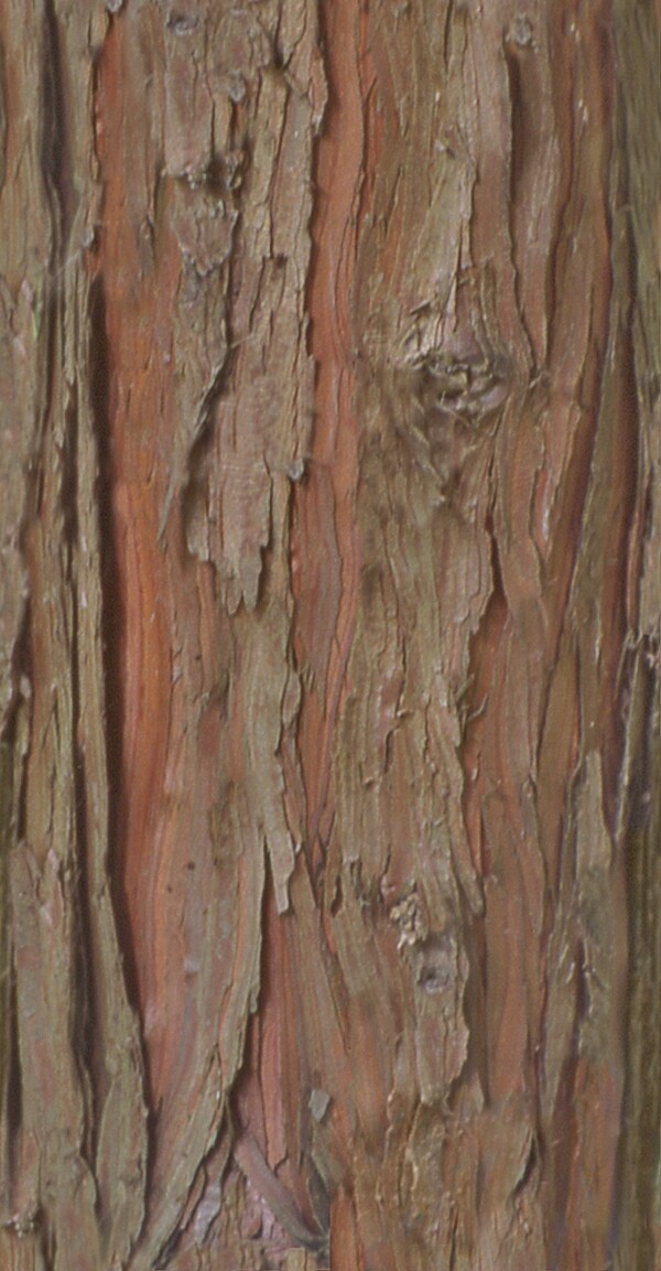 HinokiFalsecypress桧树