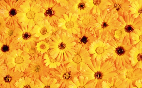 金黄色花朵背景大图
