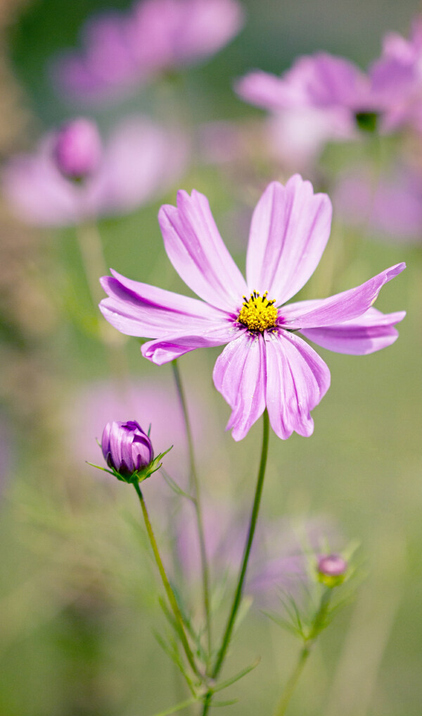 位图植物图案花朵写实花卉水仙花免费素材