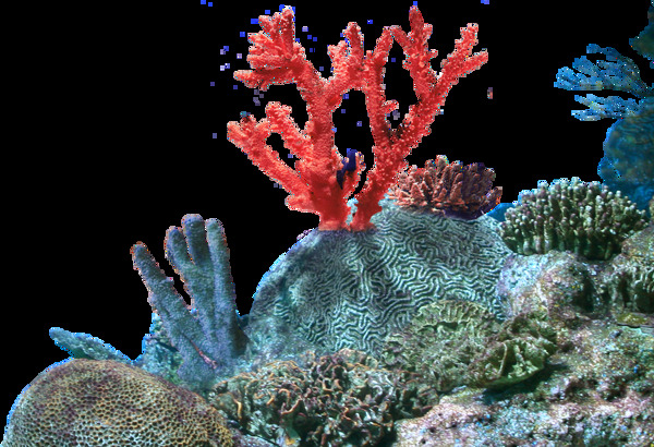 唯美海底世界png元素素材