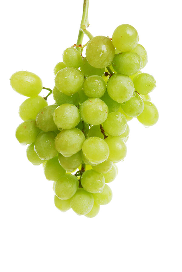 葡萄绿葡萄葡萄束图片