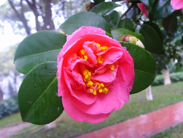 雨中花图片