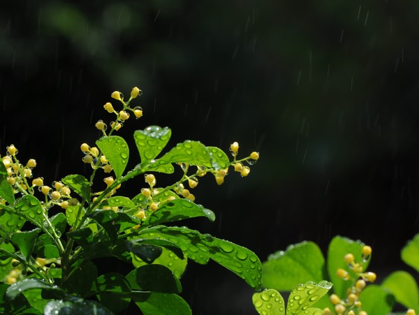 雨中米兰香图片