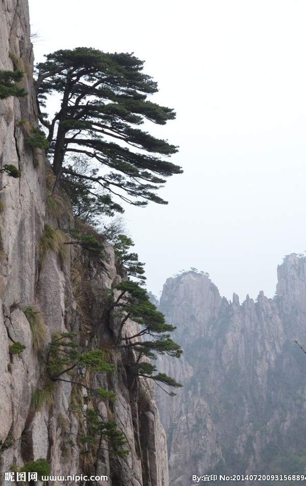 黄山松图片