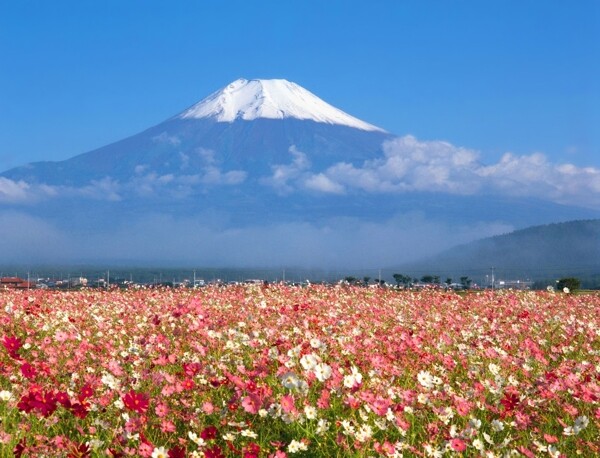 雪山花海图片