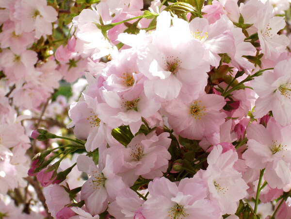 高清樱花摄影图片