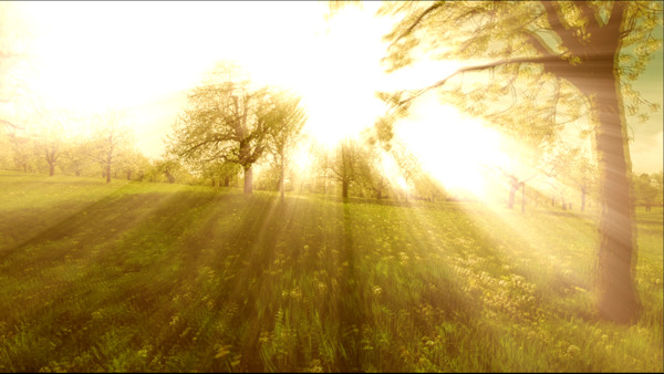梦境般阳光射线树木遮挡剪影效果光束照射大自然高清视频拍摄