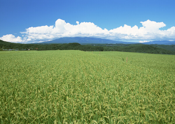 春天的田野