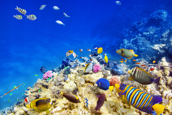 海洋生物和珊瑚图片