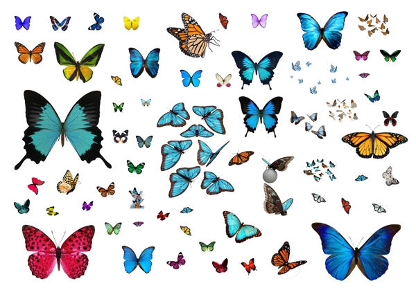 各种蝴蝶