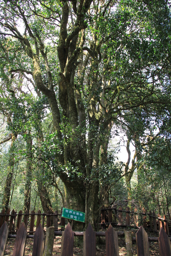 世界古茶树图片